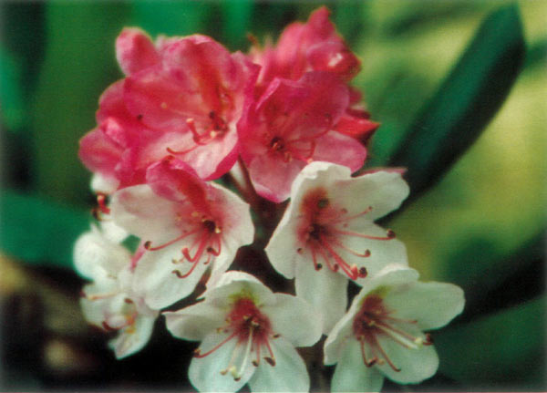 Flower variations in the
red R. maximum.