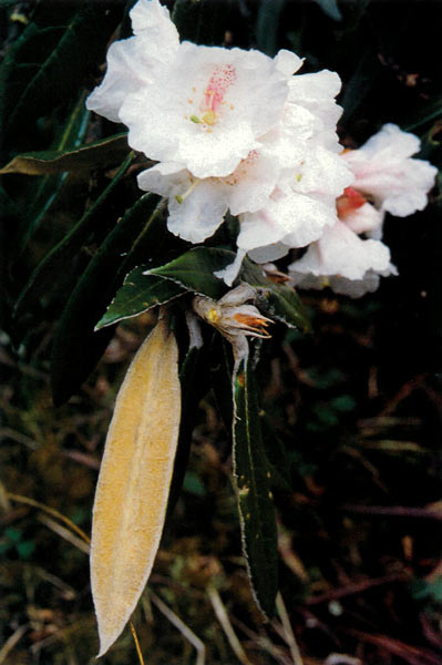 R. lanatoides on the Tra La,
Rong Chu Valley.