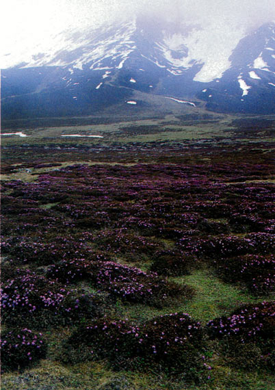Miles of R. nivale
carpeting alpine areas of the Dzo La.
