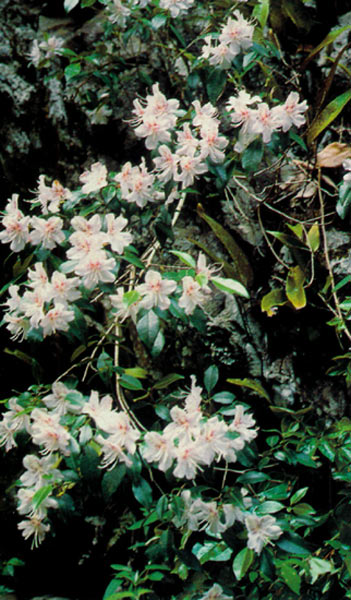 Flowers of Rhododendron uwaense
