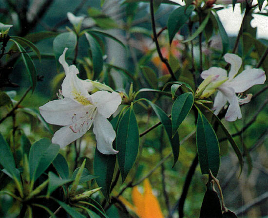 Flowers of Rhododendron latoucheae