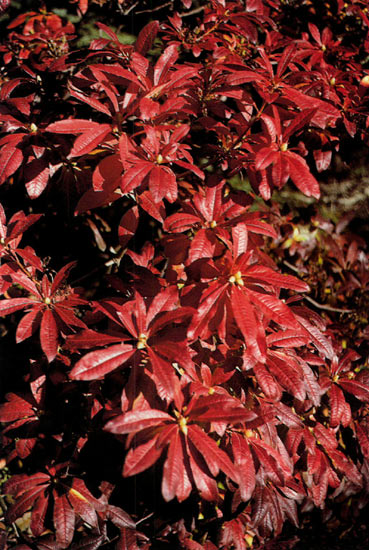 Fall foliage of R. luteum
'Golden Comet'