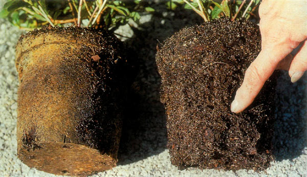 Figure 2. Comparison of root ball of
azalea from treated and untreated plastic containers.