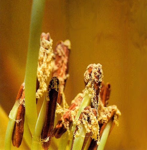 R. dalhousiae var. rhabdotum,
dripping with pollen, was photographed at F16 to keep the whole subject in focus. It was
shot with a no. 105 macro lends and a no. PK13 extension tube.