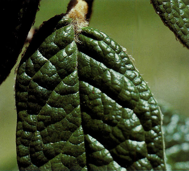 The rough leaf surface of R. 
edgeworthii was photographed with front lighting.