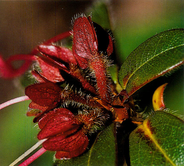 The red calyx of R. ciliatum was 
photographed at F8-30.