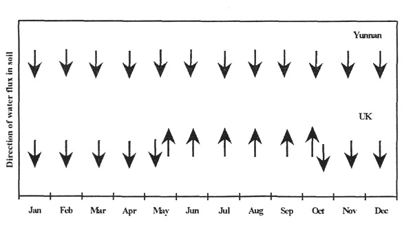 Figure 4. Direction of
water flux in soils in Yunnan and UK throughout the year.