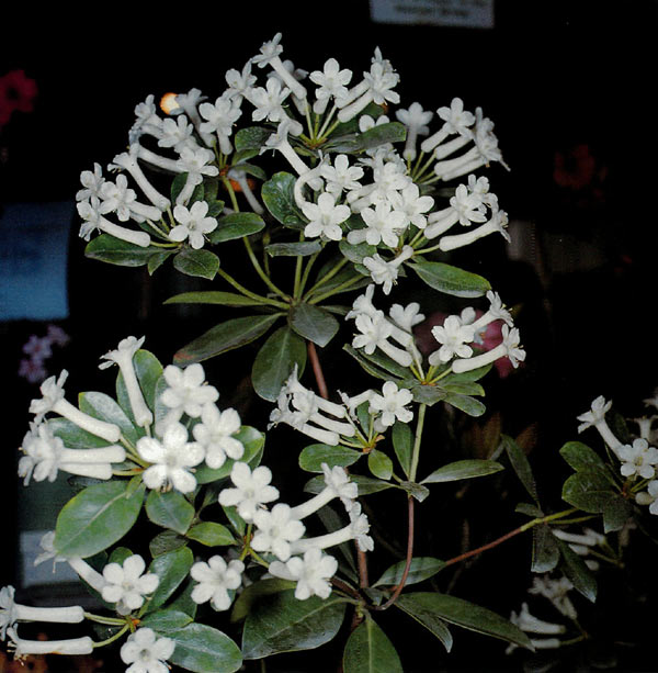R. loranthiflorum 'Sri Chinmoy'