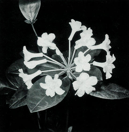 Inflorescence of the 
hybrid R. macgregoriae x R. loranthiflorum 'Sri Chinmoy'