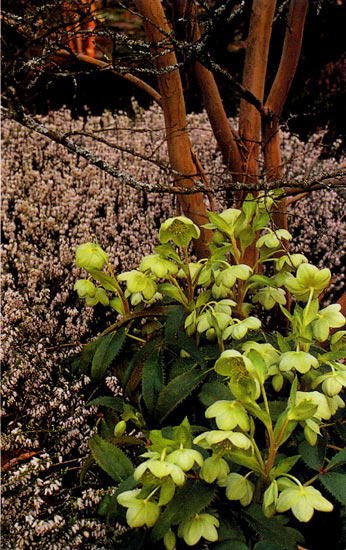 Helleborus, Lagerstroemia indica, and
Erica carnea 'Springwood White'