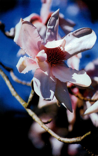 Magnolia sargentiana robusta