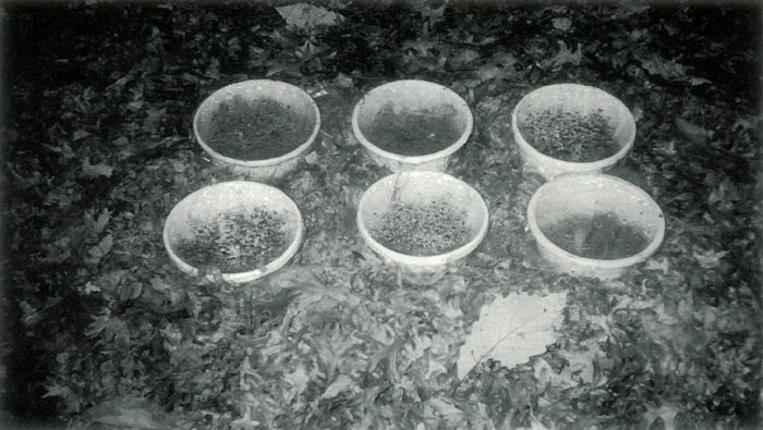 Figure 5. Cuttings in 10-inch 
white plastic pots and covered with plastic.