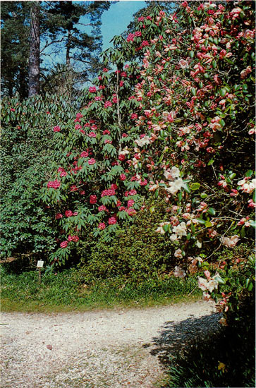 Rhododendrons at Leonardslee 
in Sussex, England.