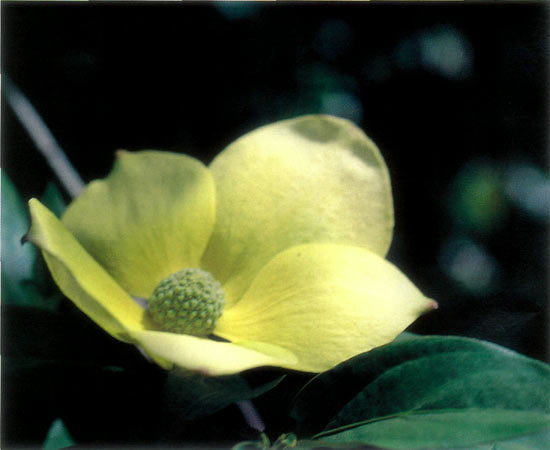 Cornus capitata flower.