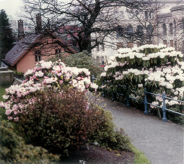 Bergen Museum Garden
