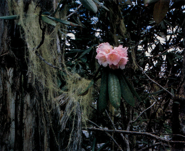R. beesianum in Yunnan, Chin