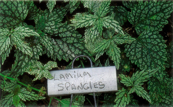 Lamium 'Spangles'