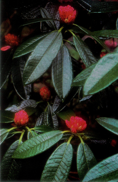 R. argyrophyllum ssp. nankingense