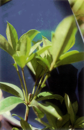 cytokinin PBA increases lateral bud
break on pruned shoots