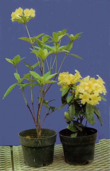 Paclobutrazol-treated plant compared to
untreated plant