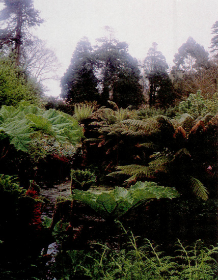 Gunnera and tree ferns at Penjerrick