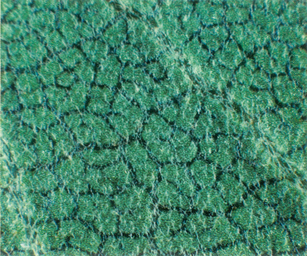 Underside of young leaf of 
R. forrestii ssp. forrestii