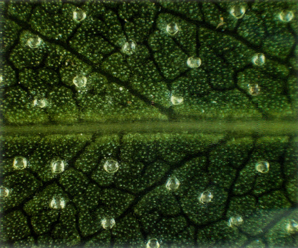Underside of mature new leaf of
R. hirsutum