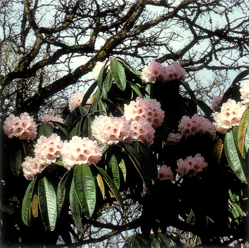 R. arboreum hybrid