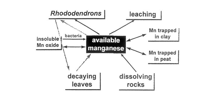 Figure 9. Sources, stores and 
sinks of manganese in the soil