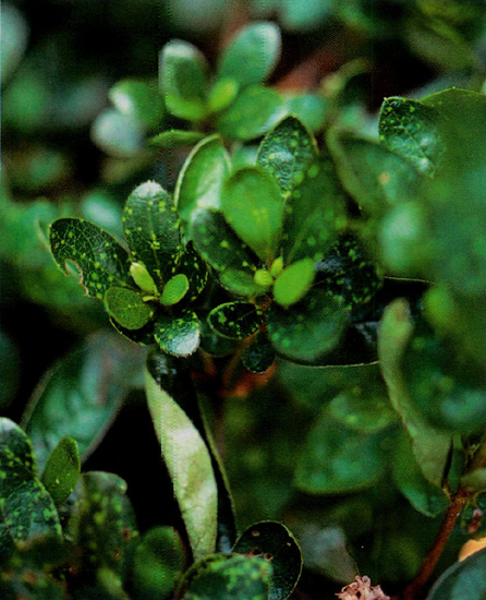 Spots on azalea leaves