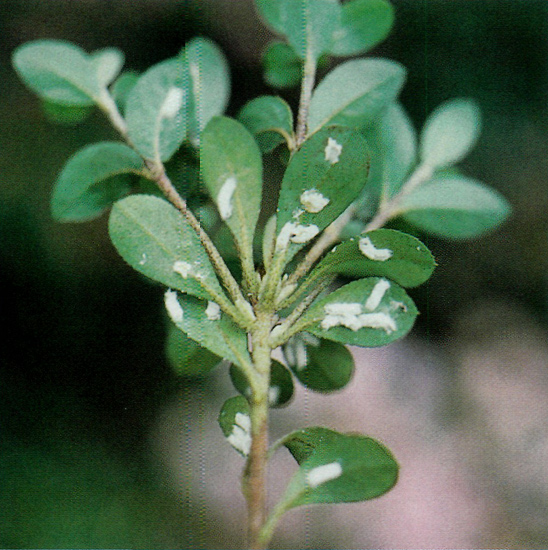 Egg sacs on azalea leaves