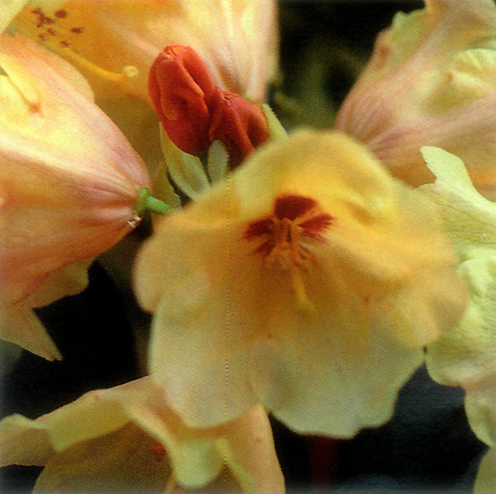 R. 'Flava' x R. citriniflorum ssp. horaeum