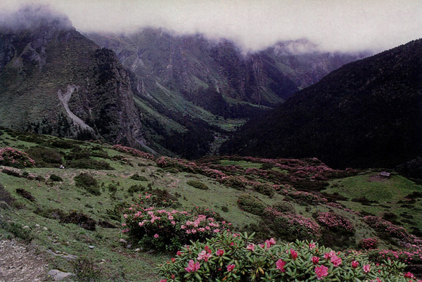 South slope of Bimbi La with R. aganniphum