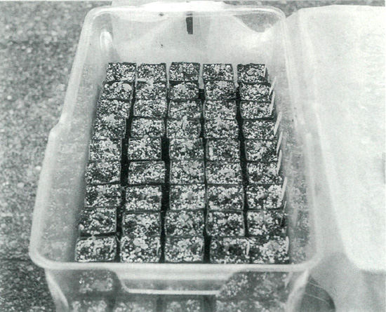 Plastic box for overwintering rhododendron seedlings