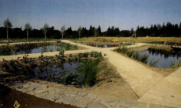 Display ponds in the Water Garden