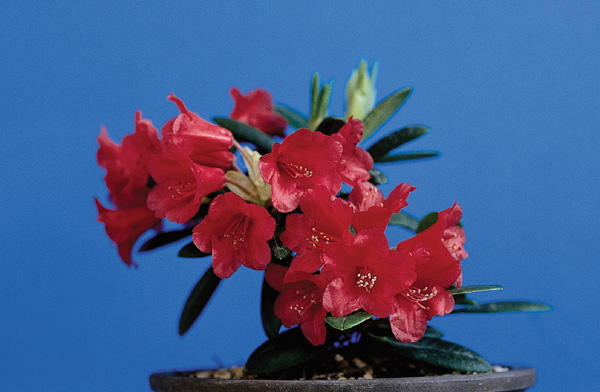 Hardy to -15 F Hot Pink blooms! Rhododendron Fantastica #2 Container Plant