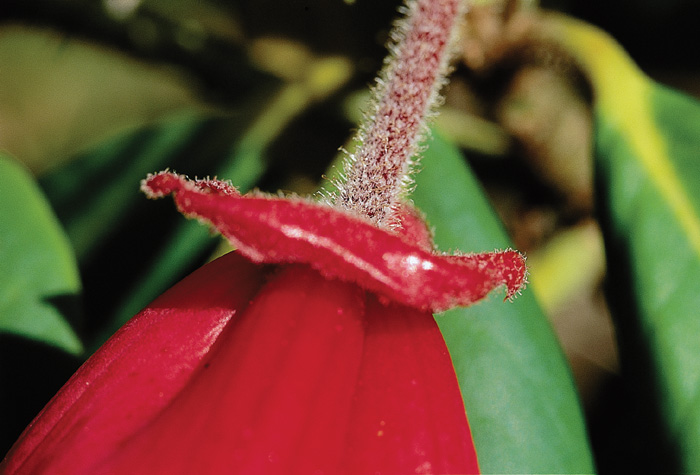 Rhododendron Glossary: Calyx