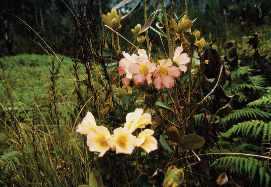 R. bullifolium (?) or R. konori/R. laetum cross