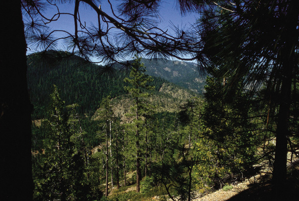 Siskiyou Mountains of Oregon, the
boundary between serpentine rock and non-serpentine rock.