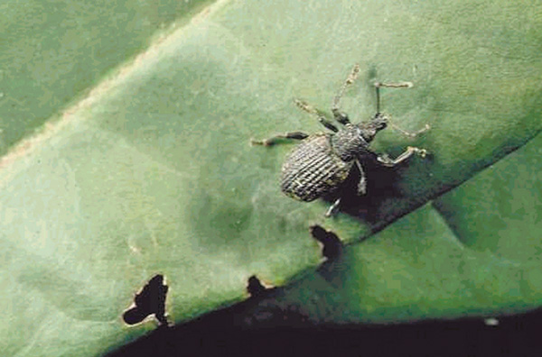 Figure 1. Weevil and damage on rhododendron leaf.