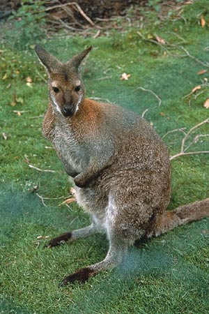 A wallaby at Leonardslee.