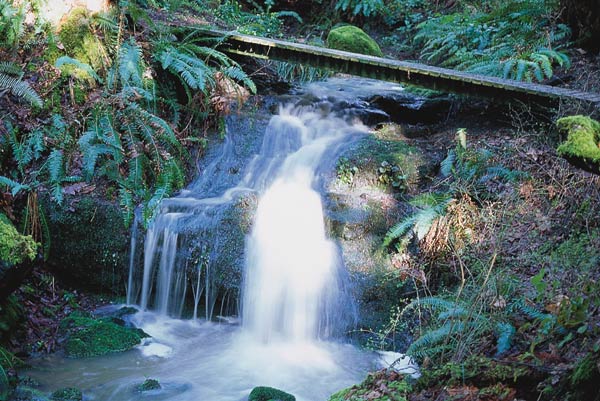 Waterfall at Towner Crest