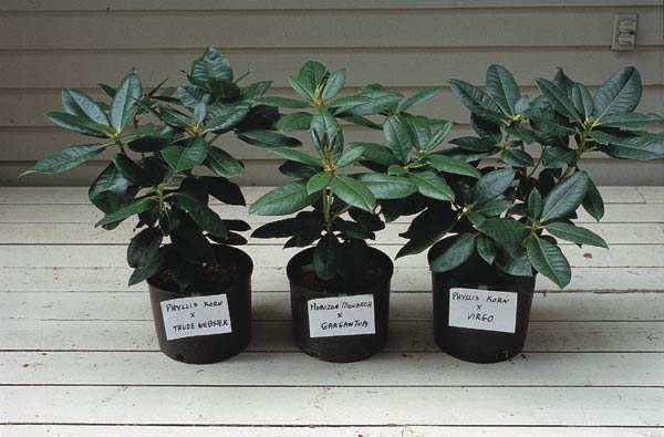 Probable tetraploid seedlings