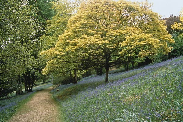 Bluebells beneath Acer pseudoplatanus - Leonardslee Garden