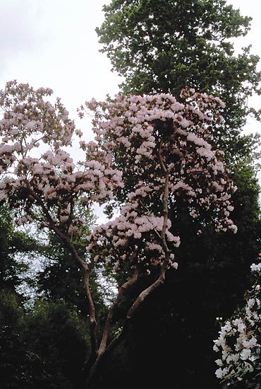 Towering Rhododendron 'Loderi King George' - Leonardslee Garden