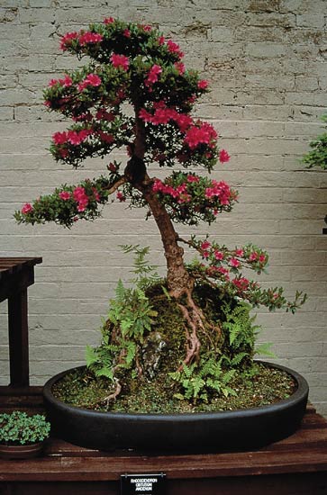 Bonsai R. obtusum amoenum - Leonardslee Garden