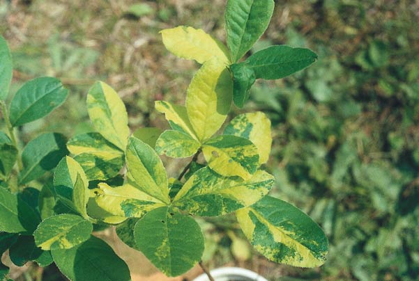 R. calendulaceum with light yellow and green
variegated leaves.