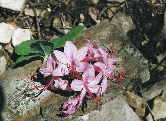R. prinophyllum with purple-pink corollas
and red-purple filaments.