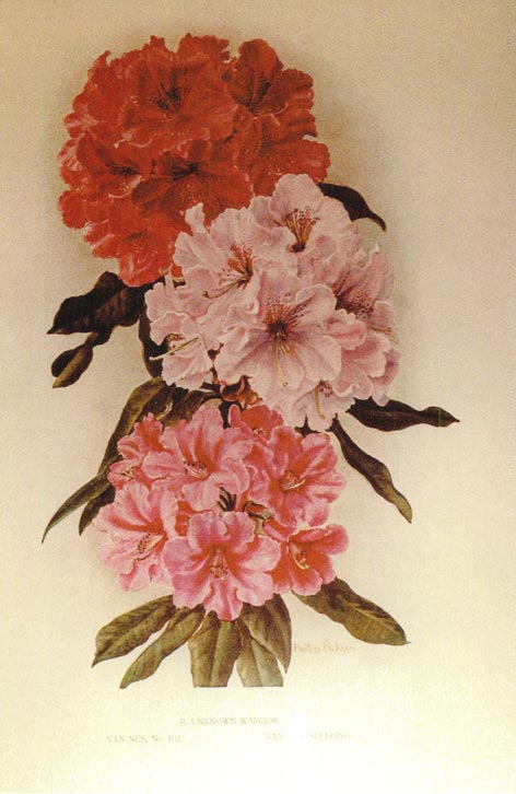 Winnifred Walker's painting
of three of van Nes and Sons' rhododendron hybrids