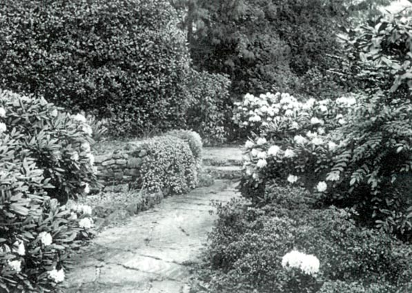 Part of the author's garden
